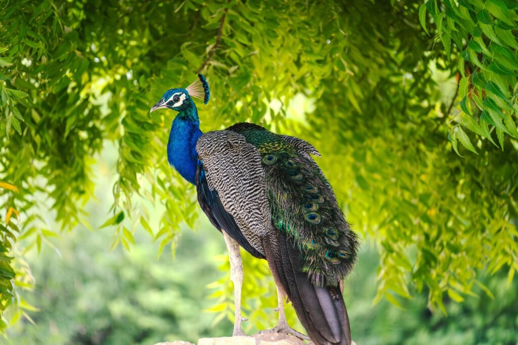 Beautiful peacock displaying vibrant feathers in a serene garden in Jaisalmer, Rajasthan.